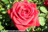 Loving Memory Potted Rose - Gift Set