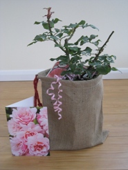 Potted Rose Gift Sets