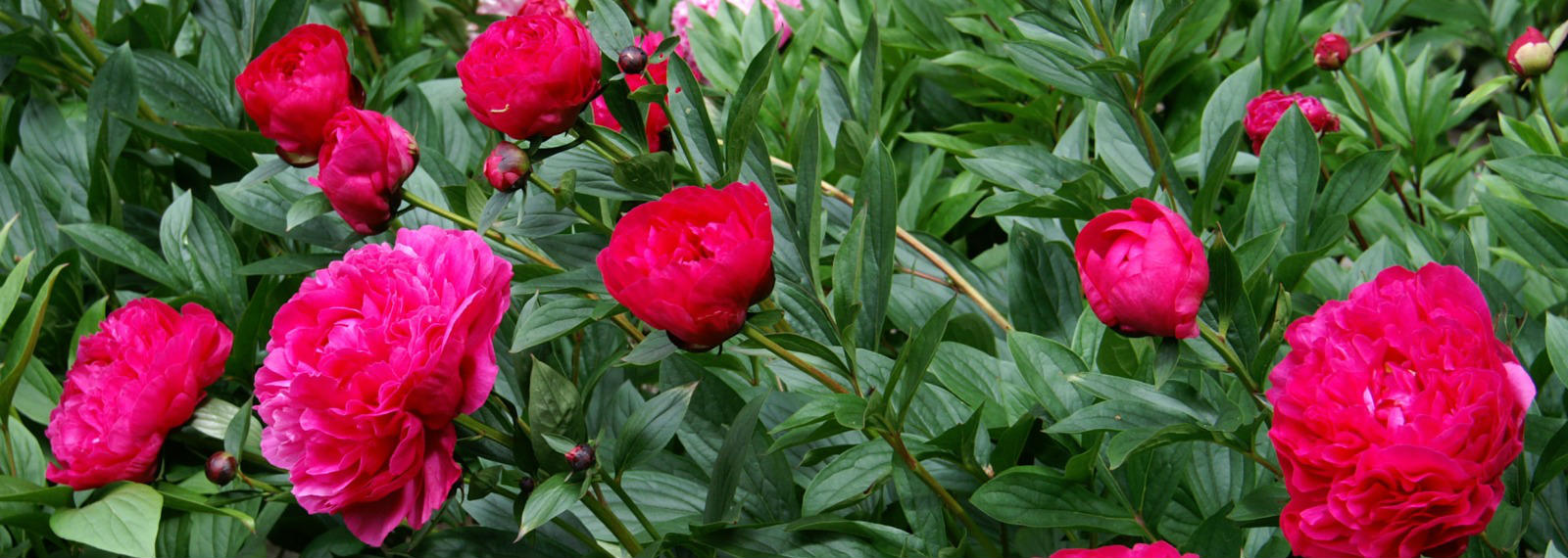 Mail order delivery of potted peonies