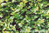 Wild Privet (Ligustrum Vulgare)